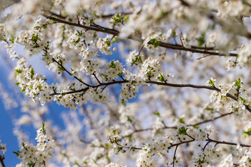 cherry in the orchard blooms with white flowers
