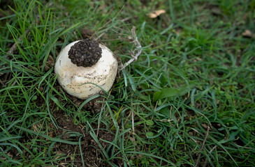 Black truffle mushroom lies on a wild champignon in the grass