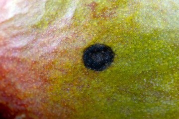 delicious soft mango fruit with mildew spots