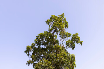 Forest with different trees in summer