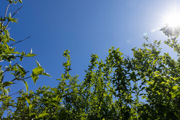 young gooseberry shrub with green foliage and flowers