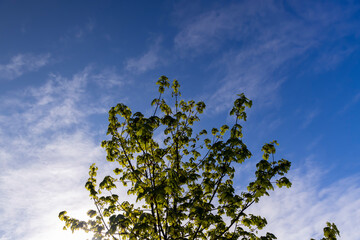 green young foliage of spring maples
