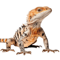  Ackie Monitor, transparent background, generative Ai