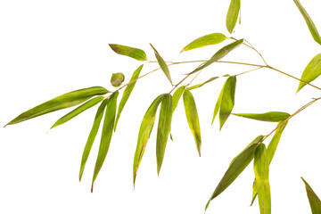 bamboo branch on white background