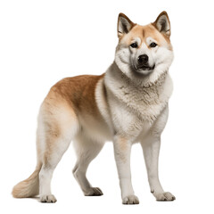  Akita, transparent background, generative Ai