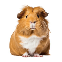 Abyssinian Guinea Pig, transparent background, generative Ai