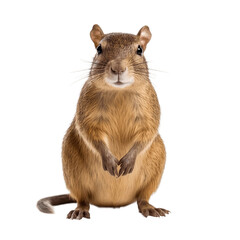 Agouti, animal on transparent background, generative Ai