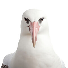 Albatross, transparent background, generative Ai
