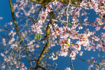 Blossoming almond tree