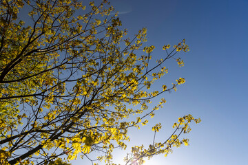 green foliage on a maple tree in spring bloom