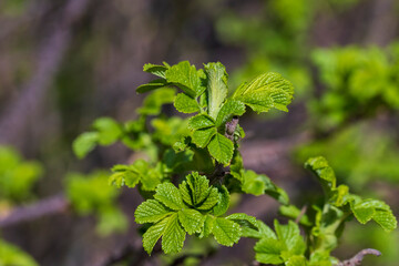 green foliage on a rosehip bush in spring