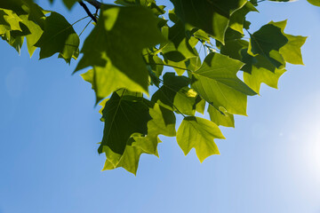 Obraz premium tulip tree with green foliage in windy weather