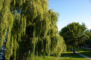 Willow Tree