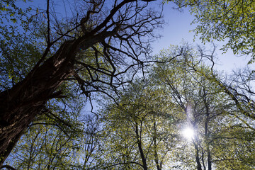 new green foliage on deciduous trees in the forest in the spring season