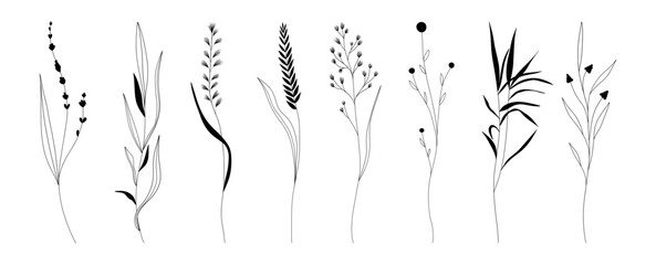 Botanical linear plant set. Minimalist floral collection, meadow grass reed silhouettes for print. Vector design elements © Екатерина Заносиенко