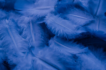 Fototapeta na wymiar blue feather pigeon macro photo. texture or background