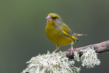 Male European Greenfinch (Carduelis chloris)