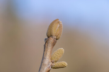 walnut tree branches in the spring season