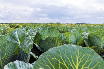 Agricultural field where cabbage is grown in cabbages