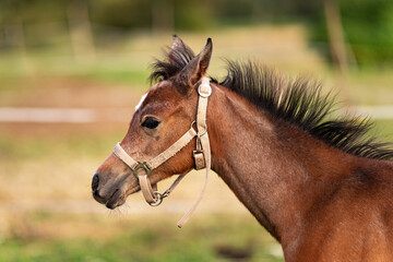 Obraz premium Small brown Arabian horse foal closeup detail to head, blurred green grass background