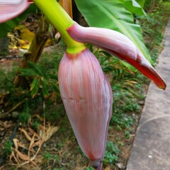 a photography of a flower budding from a banana tree, banana flower with a green stem and a pink...