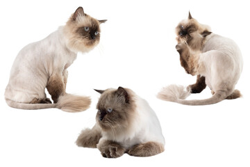 Obraz premium Portrait of a beige cat