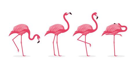 various pink flamingo bird illustration - obrazy, fototapety, plakaty
