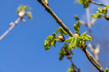 green foliage on a chestnut tree in the spring season