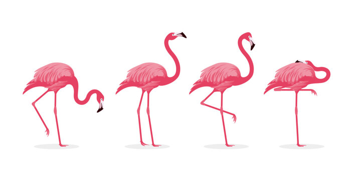 various pink flamingo bird illustration