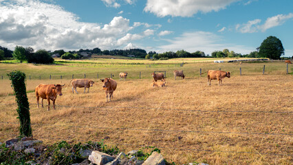 Panorama of cows grazing in Galicia, Spain. These Rubia gallega cows produce some of the best and...