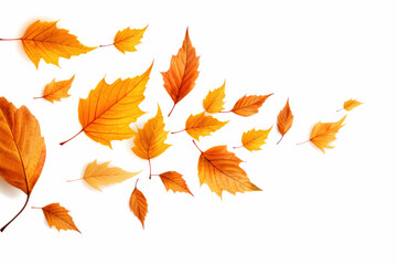 Naklejka premium Orange fall. Colorful leaves flying on white background