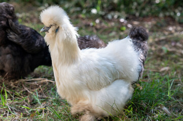 Silkies Chicken of differents colors in a garden