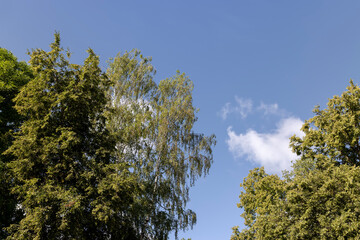 A variety of trees growing in the park