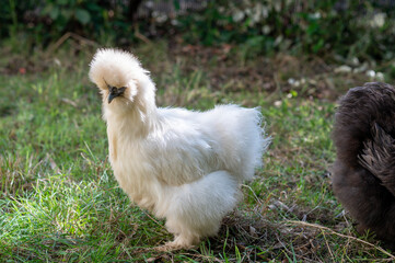 Silkies Chicken of differents colors in a garden