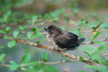 sparrows between tree branches. bondol, peking, rice pests.