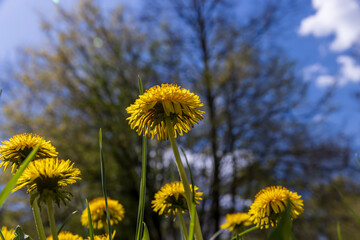 spring yellow dandelions in sunny weather, close-up