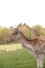 Deer are walking in the forest. Posing for a photo. Wild park. Contact with animals.
