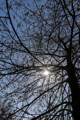 the old dry oak foliage hanging on the branches