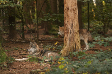 The wolf lies among the bushes. Posing for a photo. Wild park. Contact with animals.