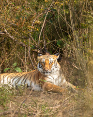 Naklejka premium eye level shot of wild female bengal tiger or tigress or panthera tigris close up or portrait with eye contact in winter season safari at jim corbett national park ramnagar uttarakhand india asia