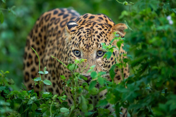 wild male leopard or panther or panthera pardus fusca face closeup in natural monsoon green season...