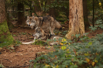 The wolf lies among the bushes. Posing for a photo. Wild park. Contact with animals.