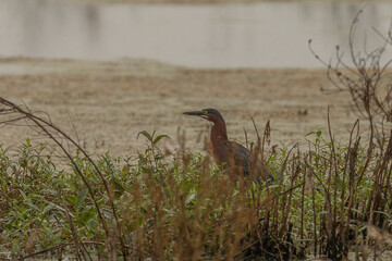 Green Heron looks for lunch in the marsh