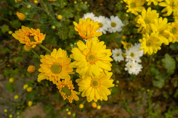 Close up photo of a garden full of beautiful flowering plants. The garden is filled with blooming flowers in yellow and white colors that are in full bloom