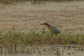 Green Heron looks for lunch in the marsh