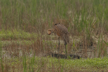 Sandhill Crane preens while watching over her eggs