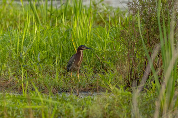 Green Heron looks for lunch on the edge of the marsh