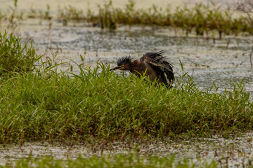 Green Heron shakes off marsh water