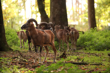 A herd of rams walks in the forest. Posing for a photo. Wild park. Contact with animals.