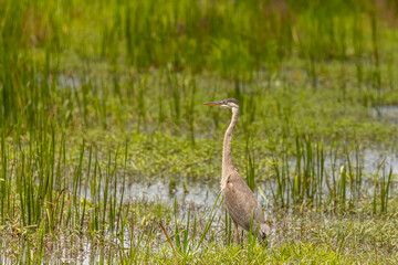 Juvenile Great Blue Heron stands in the water of the marsh